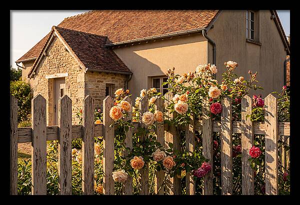 Picket Fence Embraced By Roses