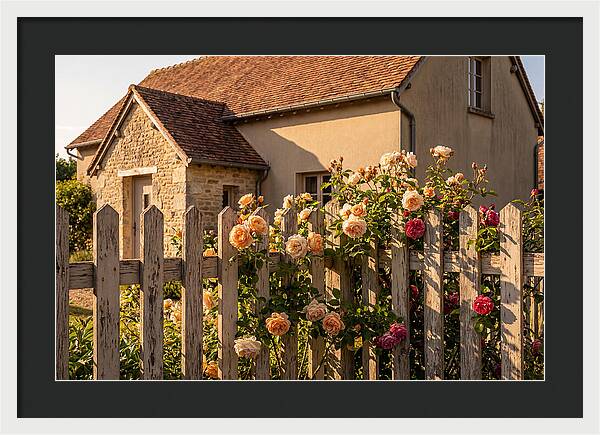 Picket Fence Embraced By Roses