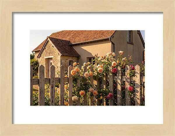 Picket Fence Embraced By Roses