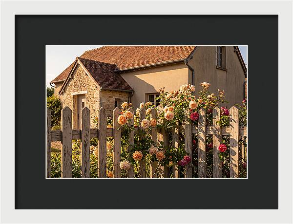 Picket Fence Embraced By Roses