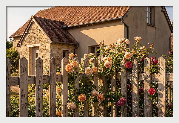 Picket Fence Embraced By Roses