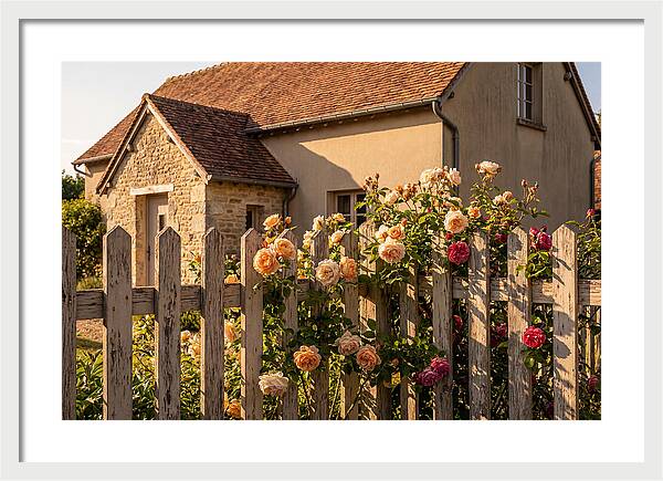 Picket Fence Embraced By Roses