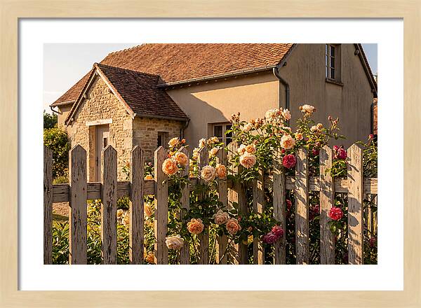 Picket Fence Embraced By Roses