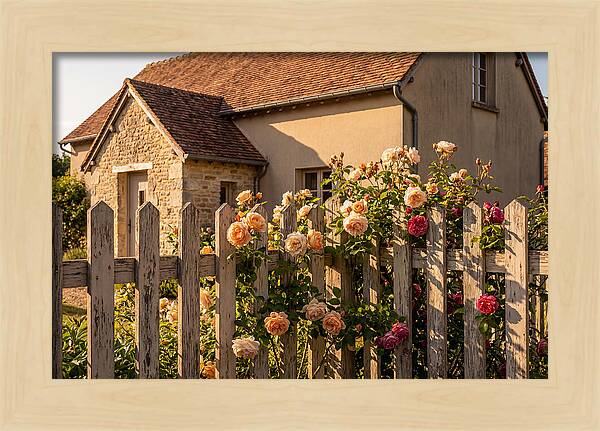 Picket Fence Embraced By Roses