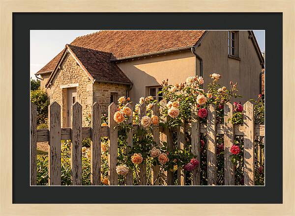 Picket Fence Embraced By Roses