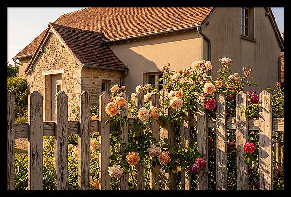 Picket Fence Embraced By Roses