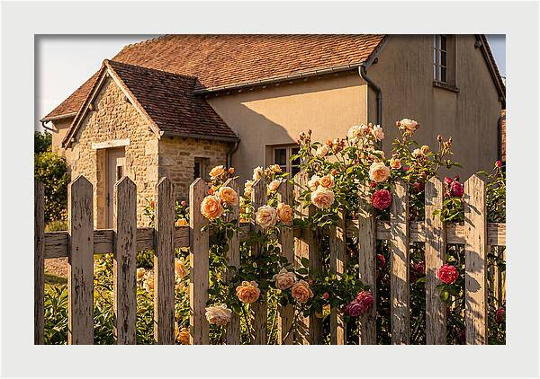 Picket Fence Embraced By Roses
