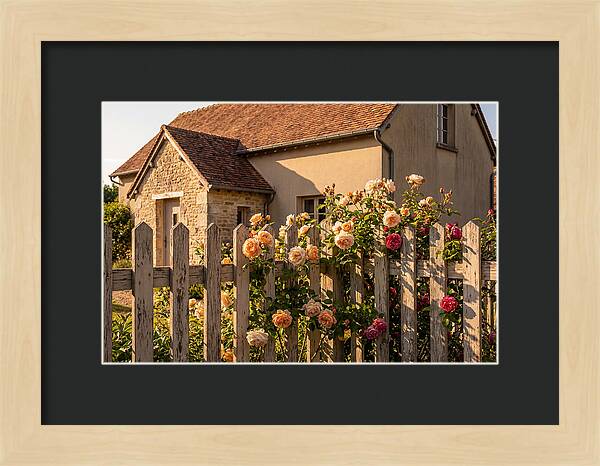 Picket Fence Embraced By Roses