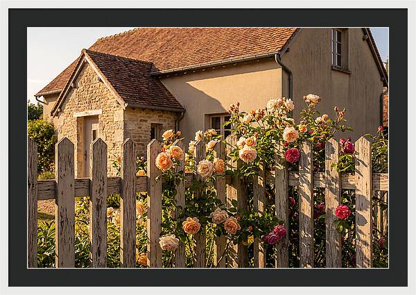 Picket Fence Embraced By Roses