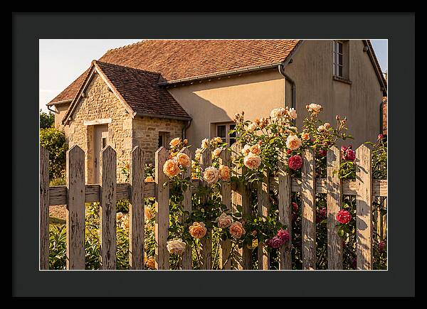 Picket Fence Embraced By Roses