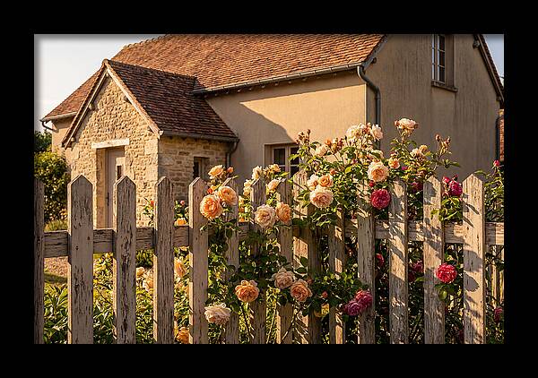 Picket Fence Embraced By Roses