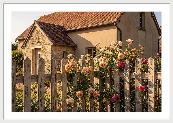 Picket Fence Embraced By Roses