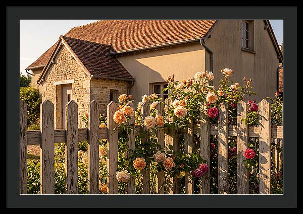 Picket Fence Embraced By Roses