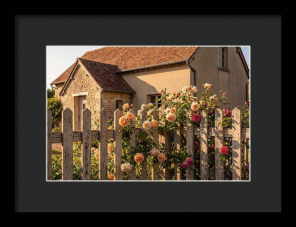 Picket Fence Embraced By Roses