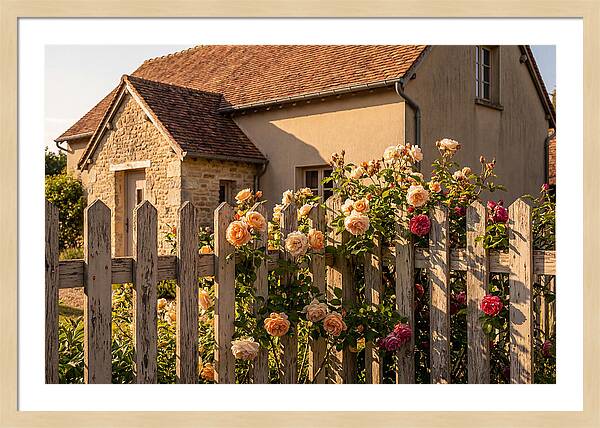 Picket Fence Embraced By Roses
