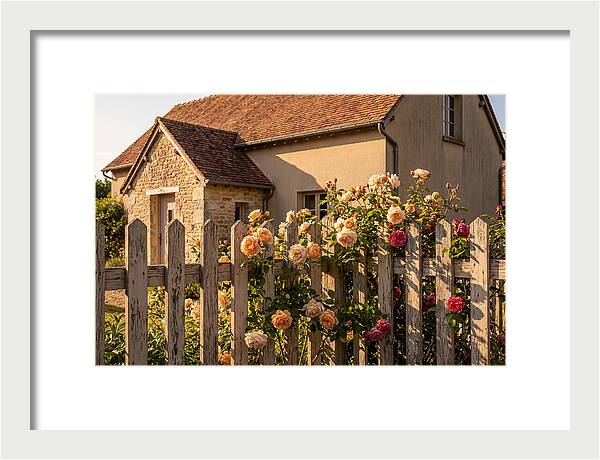 Picket Fence Embraced By Roses