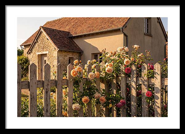 Picket Fence Embraced By Roses