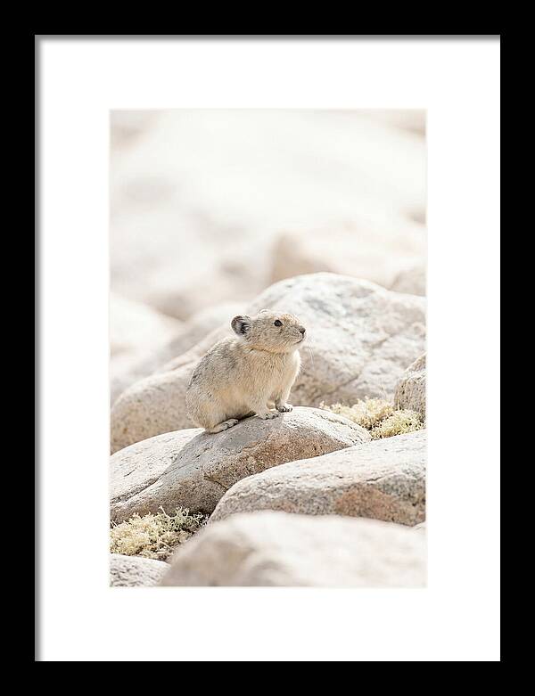 Pika Among Alpine Rocks