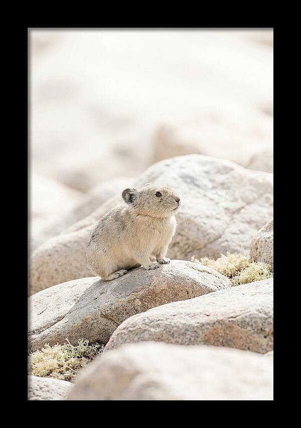 Pika Among Alpine Rocks