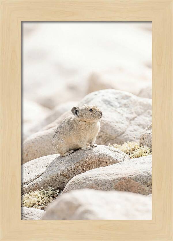 Pika Among Alpine Rocks