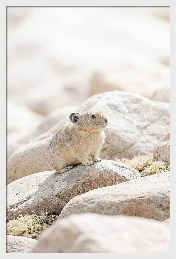 Pika Among Alpine Rocks