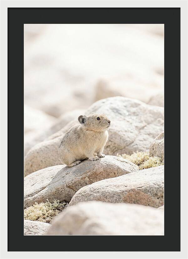 Pika Among Alpine Rocks