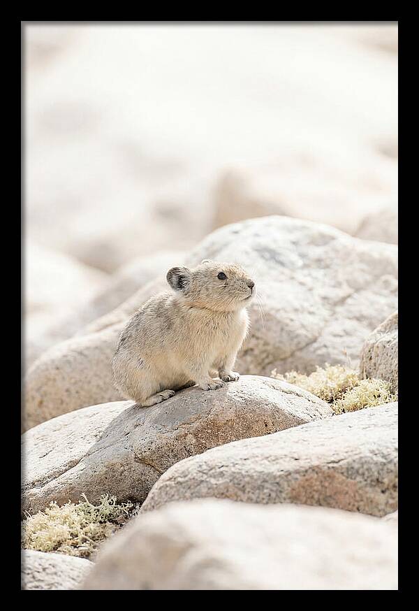 Pika Among Alpine Rocks