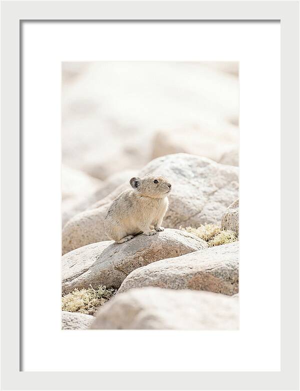 Pika Among Alpine Rocks