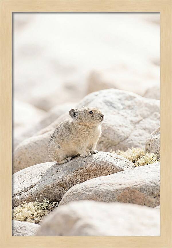 Pika Among Alpine Rocks