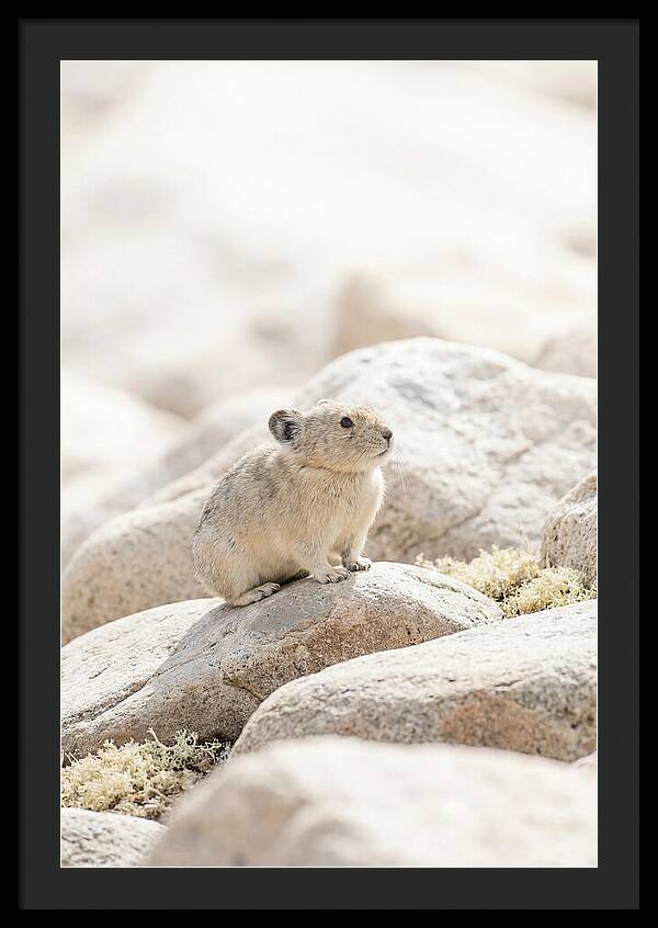 Pika Among Alpine Rocks