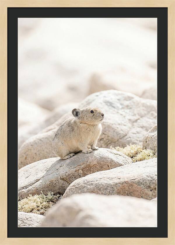 Pika Among Alpine Rocks