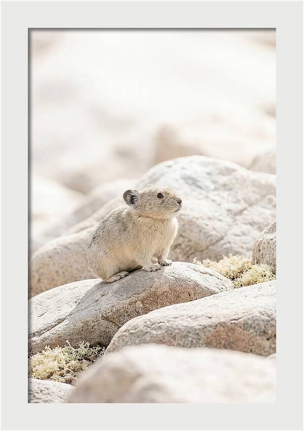 Pika Among Alpine Rocks