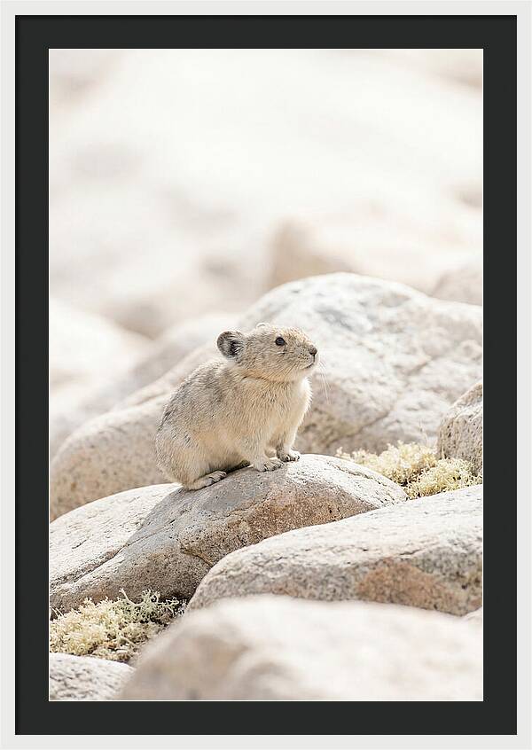 Pika Among Alpine Rocks