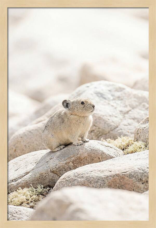 Pika Among Alpine Rocks