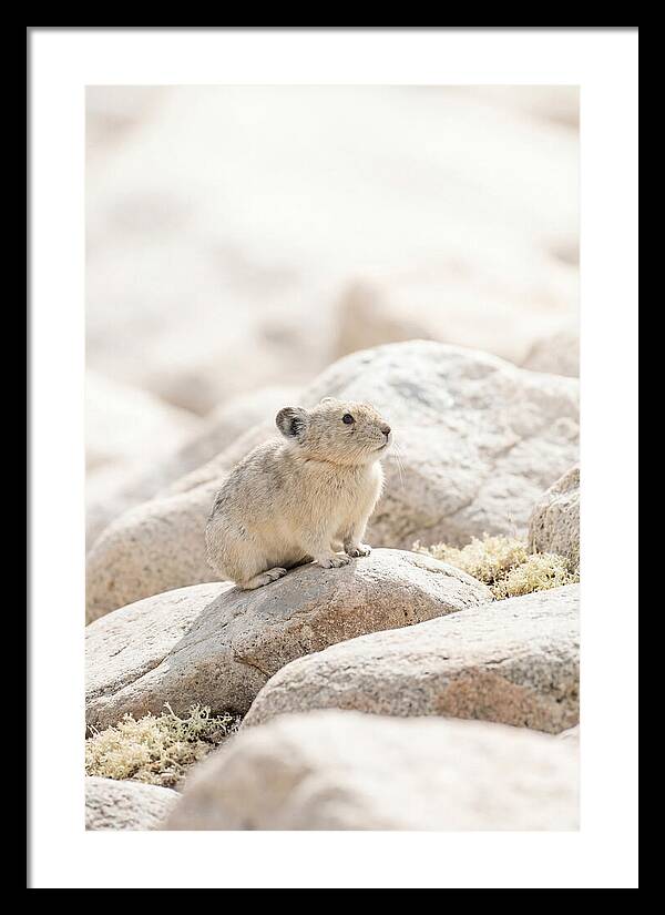 Pika Among Alpine Rocks