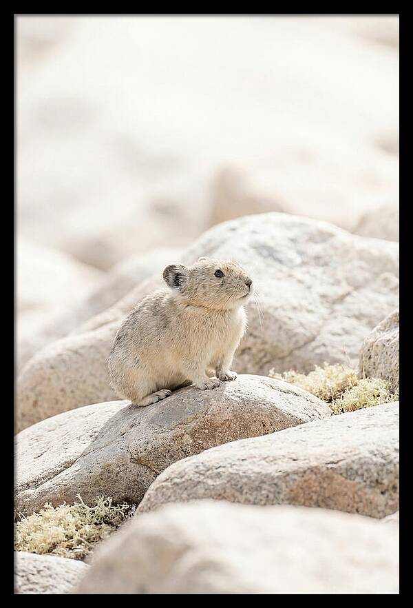 Pika Among Alpine Rocks