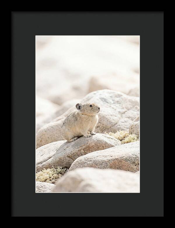 Pika Among Alpine Rocks