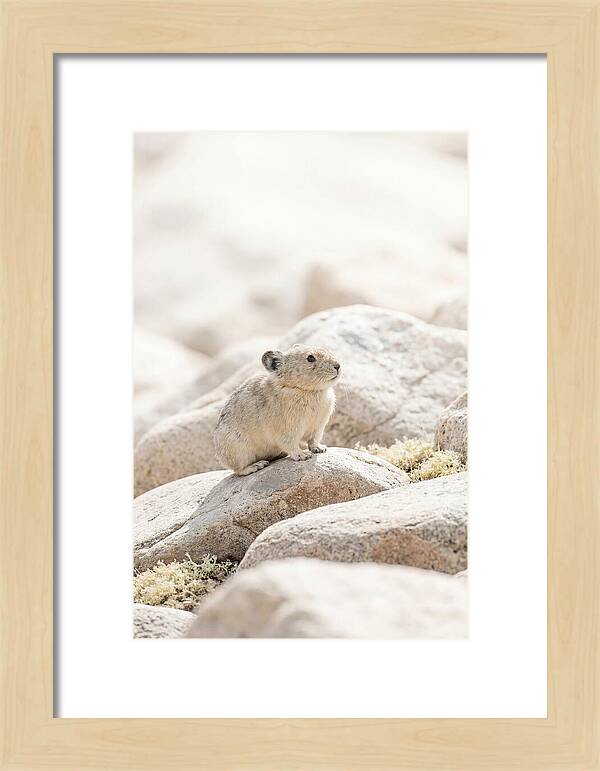 Pika Among Alpine Rocks