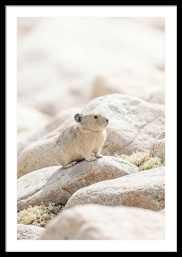 Pika Among Alpine Rocks
