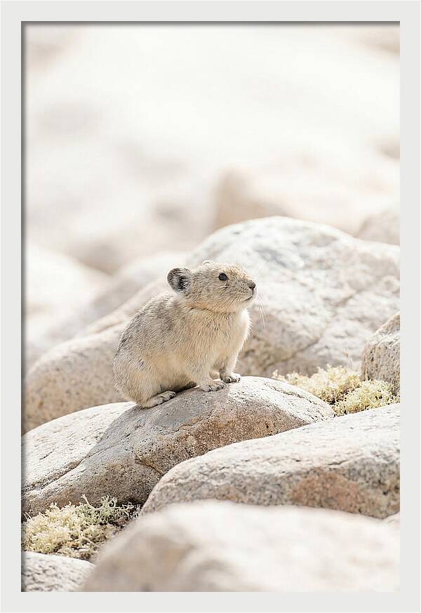 Pika Among Alpine Rocks