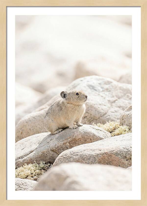 Pika Among Alpine Rocks