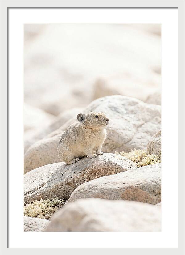 Pika Among Alpine Rocks