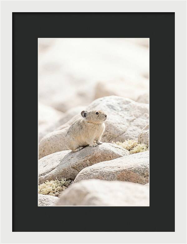 Pika Among Alpine Rocks