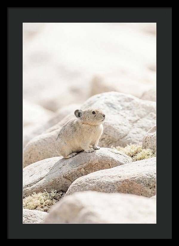 Pika Among Alpine Rocks