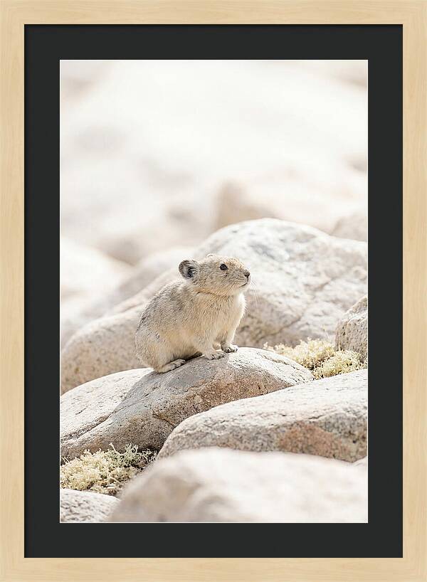Pika Among Alpine Rocks
