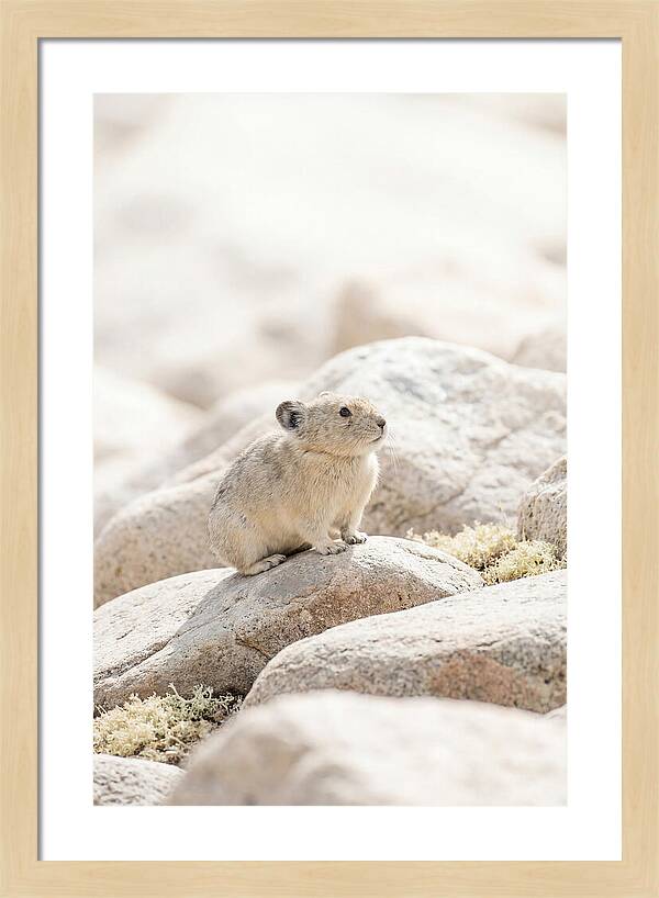 Pika Among Alpine Rocks