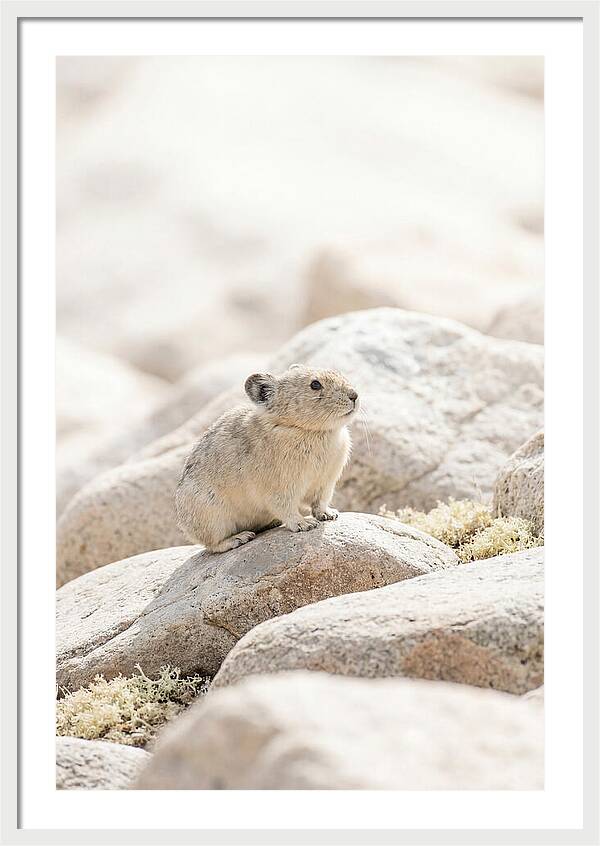 Pika Among Alpine Rocks