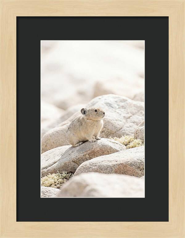 Pika Among Alpine Rocks