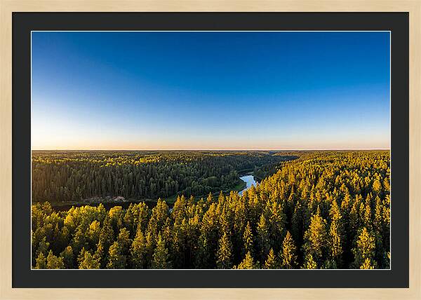 Pine Barrens Serenity
