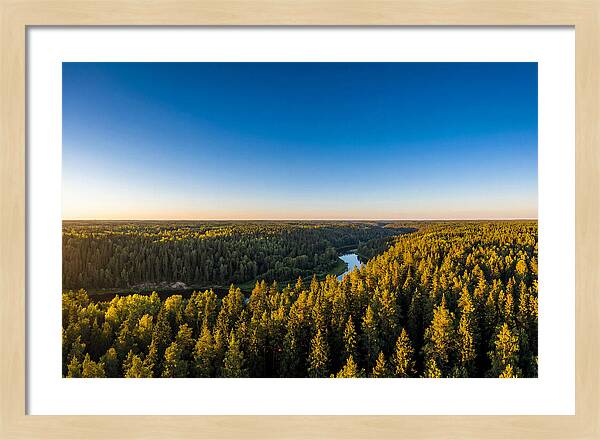 Pine Barrens Serenity